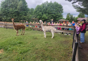 oglądamy lamy